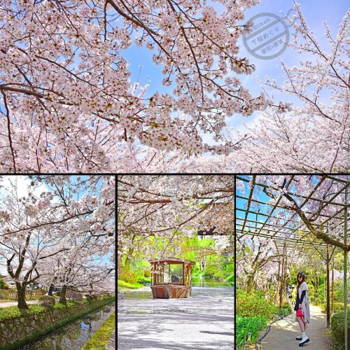 【日本】春櫻花見（桜めぐり ）• 序