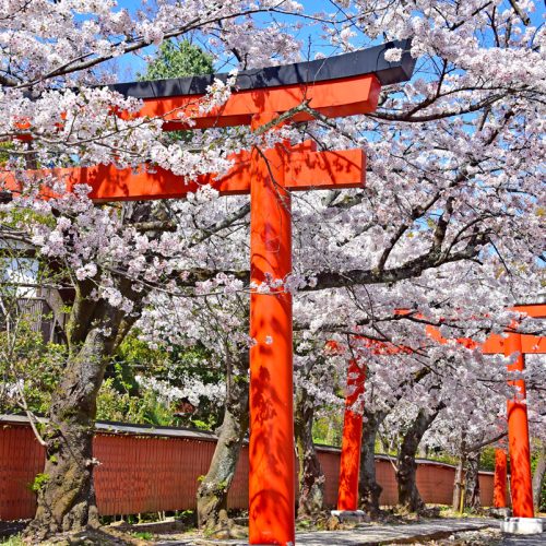 【日本】春櫻花見（桜めぐり ）• 精華照片
