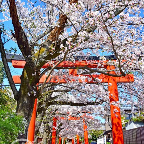 【京都】櫻花和鳥居交織的秘景《竹中稲荷神社》