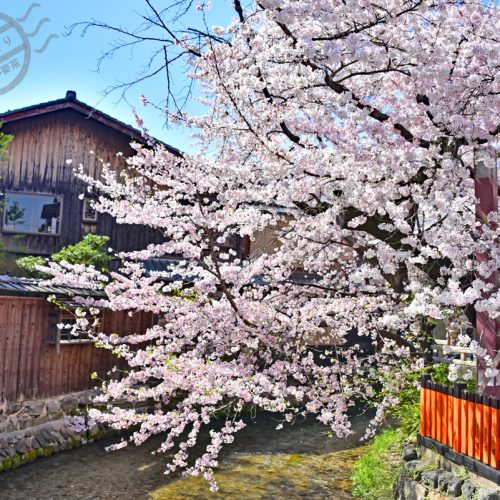 【京都】城中的櫻花《祇園白川》、《巽橋》