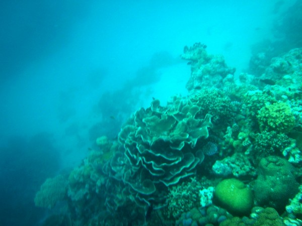 浮潛地點是淺灘(lagoon)和深海之間的珊瑚斷層﹐有很多魚        