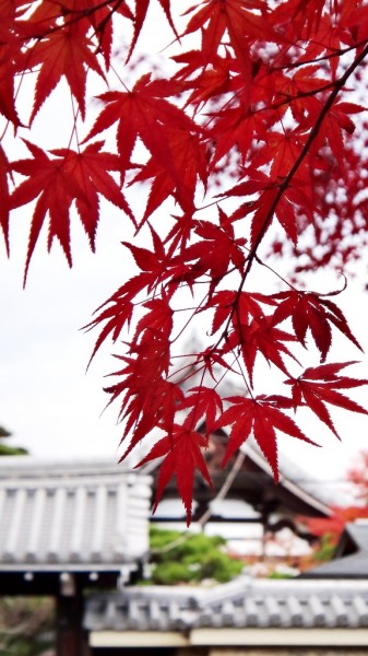紅葉+寺院=京都      