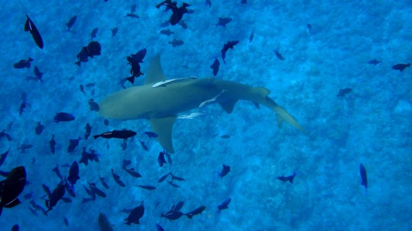 十多米深的海底還有三條 lemon sharks 