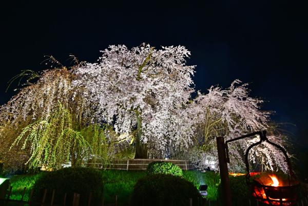 《円山公園》之內的超大枝垂櫻