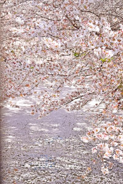 樹上的櫻花＋河上的櫻花花瓣，漫天粉紅泡泡
